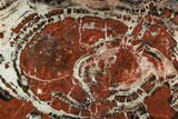 Red/Black Petrified Wood (Araucarioxylon) Slab - Arizona #104591-1